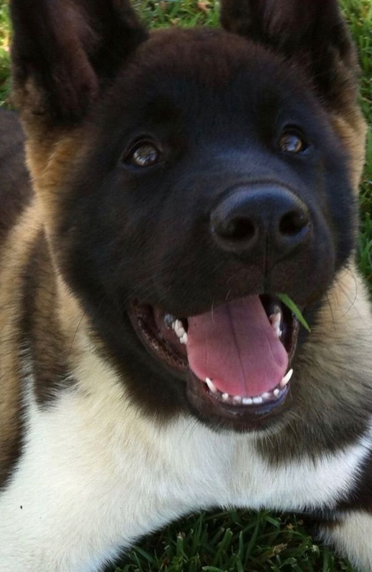 Американская Акита пасть