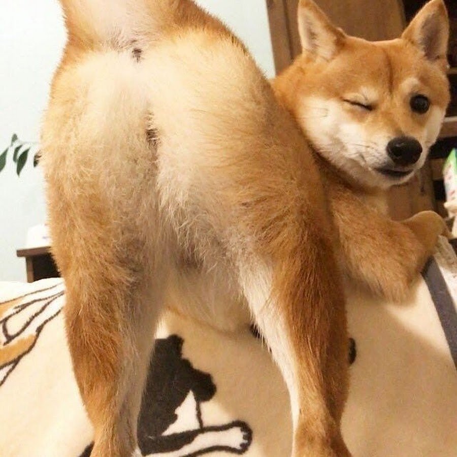 Сиба ину и Лис