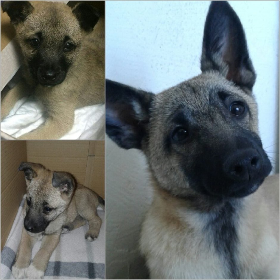 Бежевая собака с черной мордой