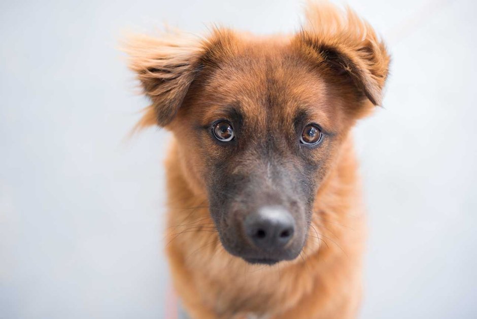 Собака смотрит в камеру