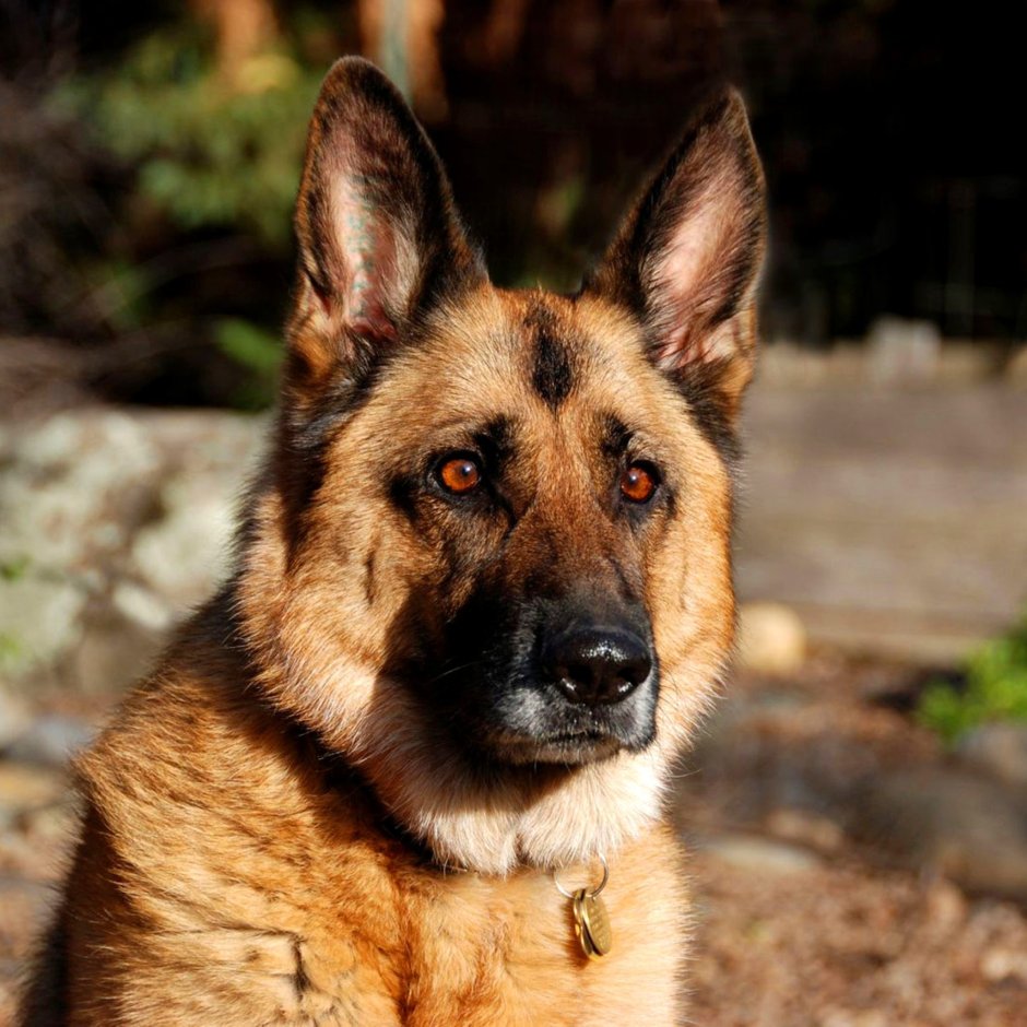 Немецкая овчарка Рейн