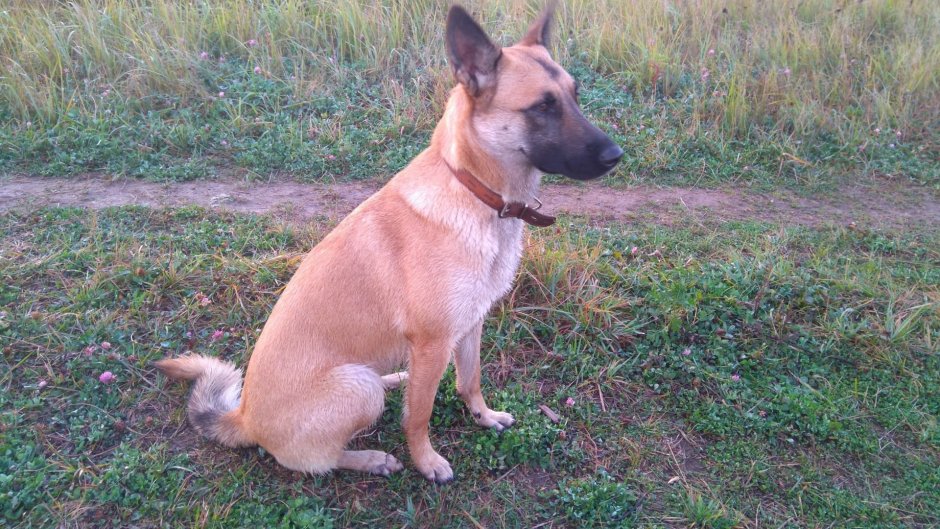 Бельгийская малинуа метис