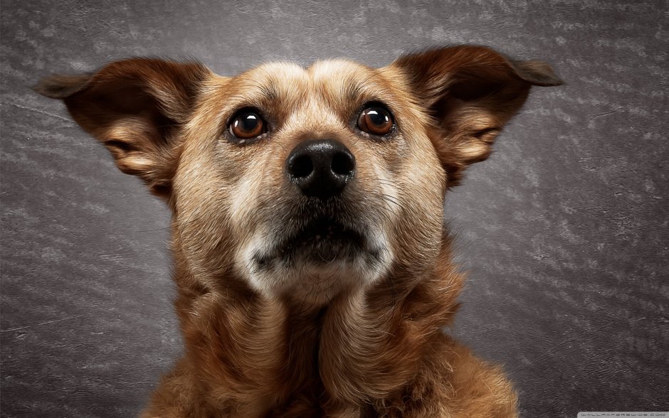 Собачий глаз