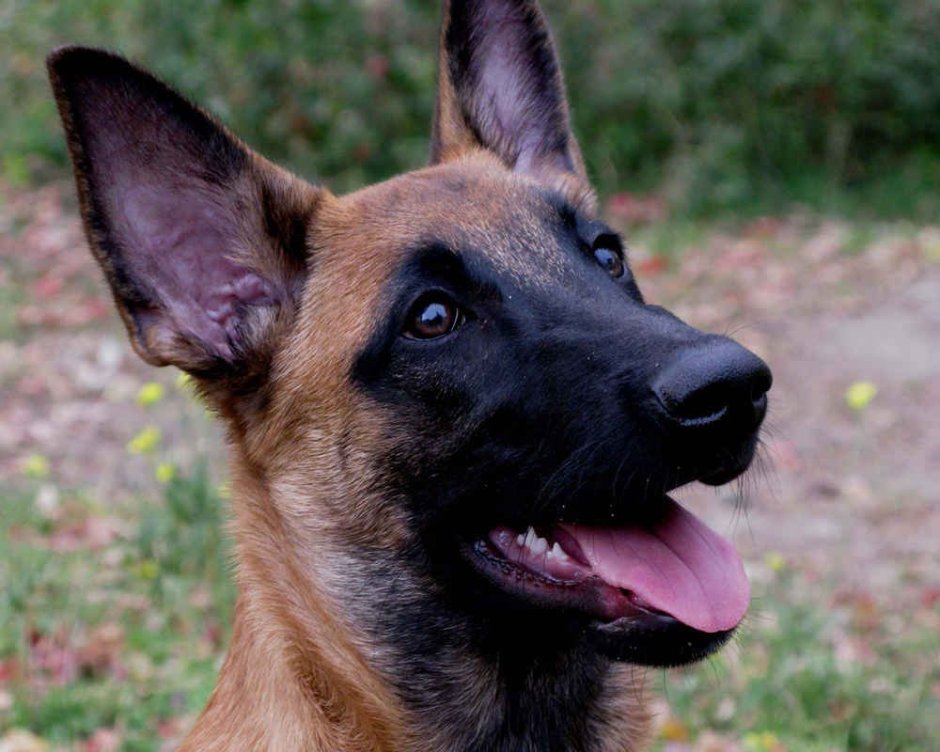 Мальтийская овчарка малинуа