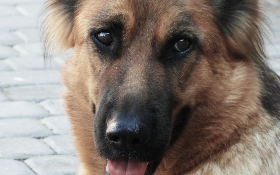 Рыжая овчарка с черной мордой