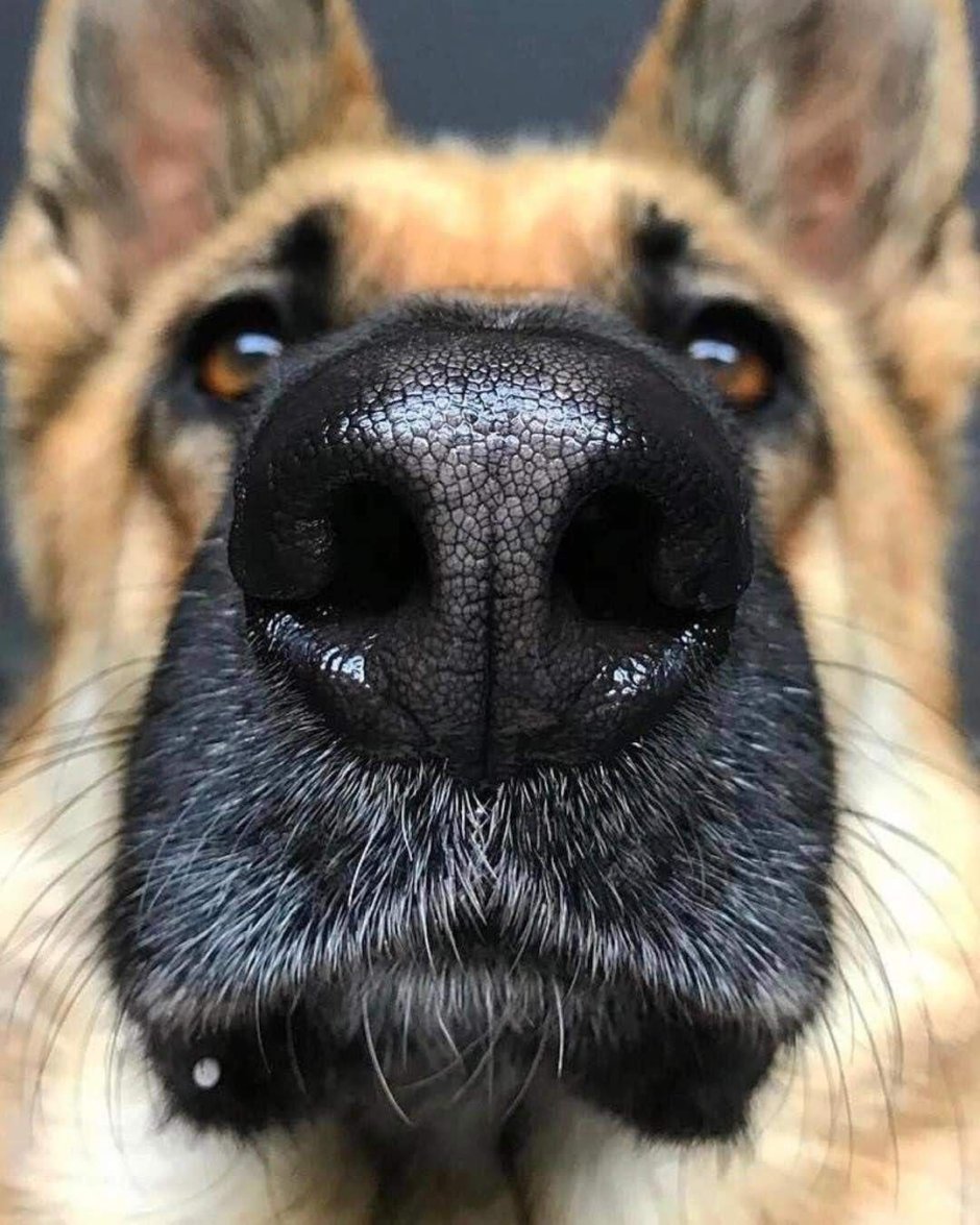 Собака немецкая овчарка нос