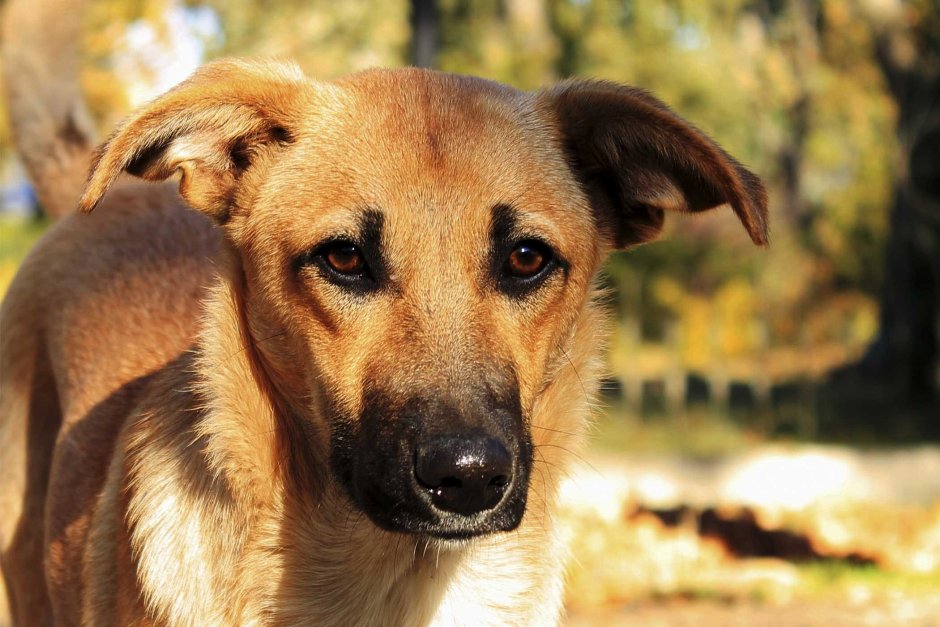 Рыжая собака с черным носом