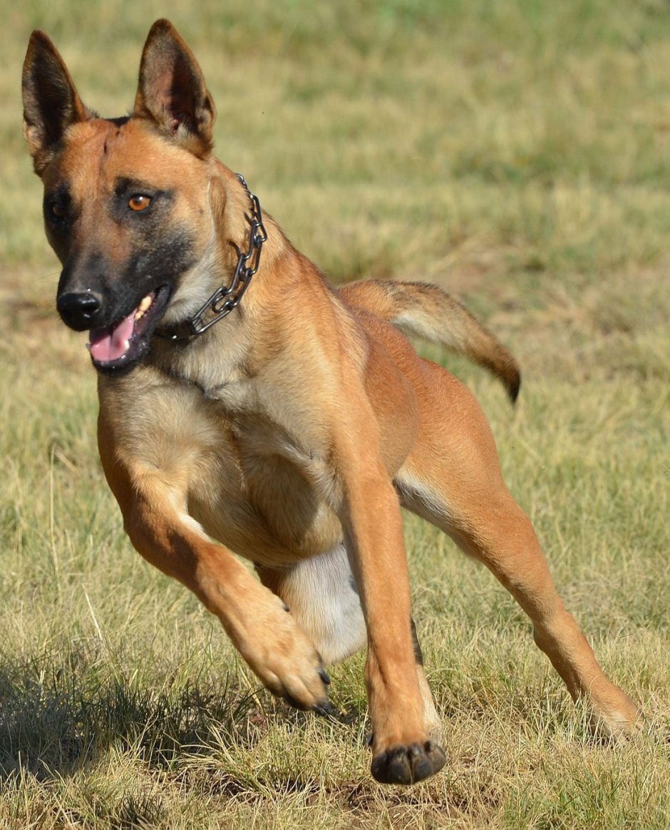 Бельгийская овчарка малинуа