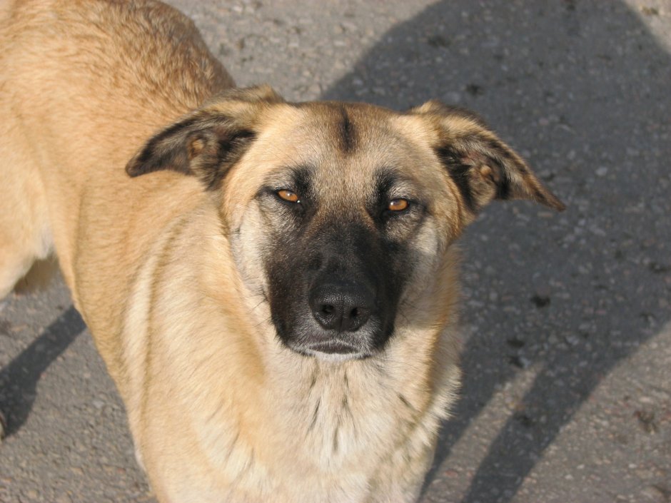 Бежевая собака с черной мордой