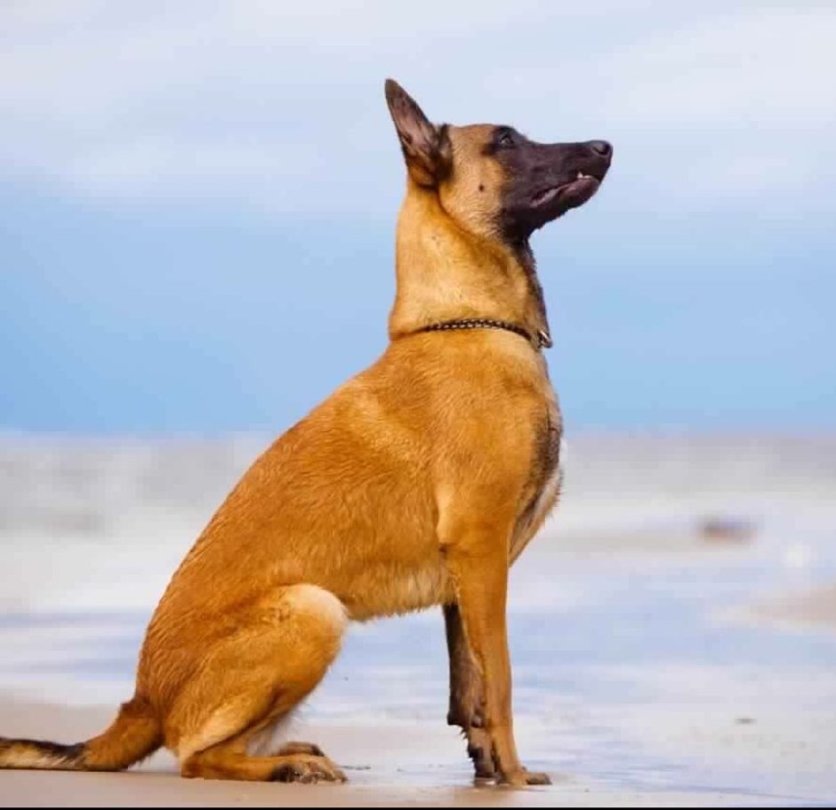 Бенгальская овчарка малинуа