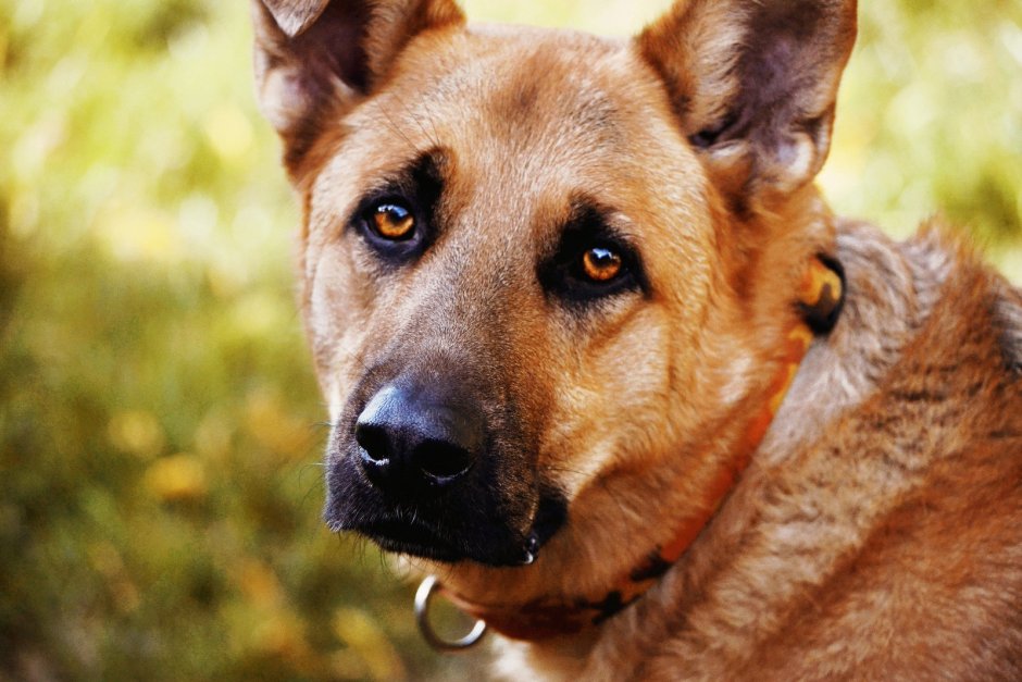 Рыжая немецкая овчарка щенок