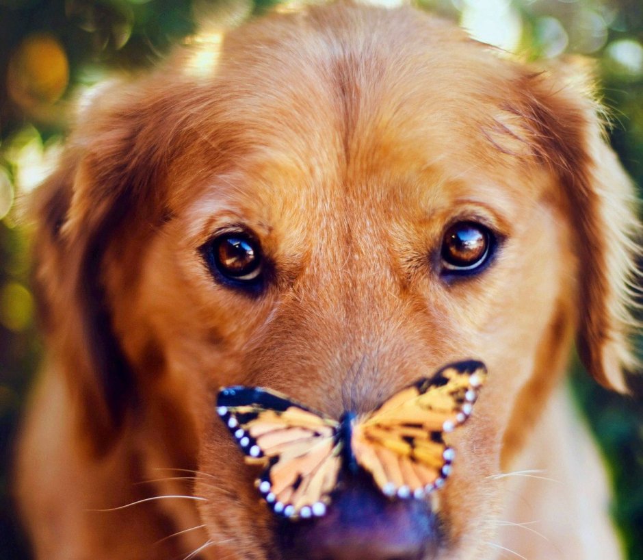 Морда собаки