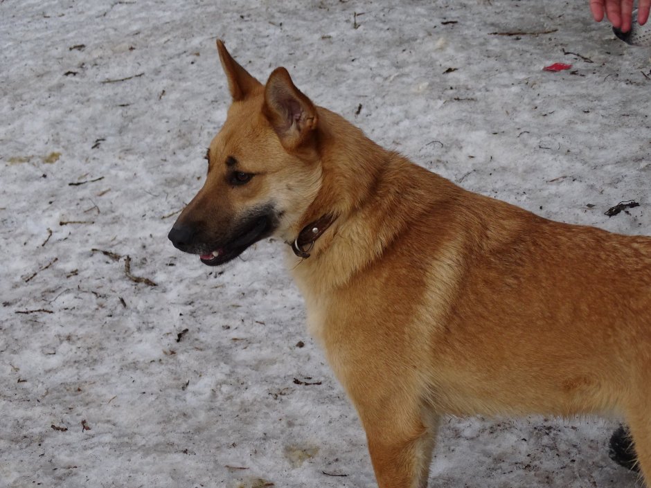 Метмс корилофинской лайки