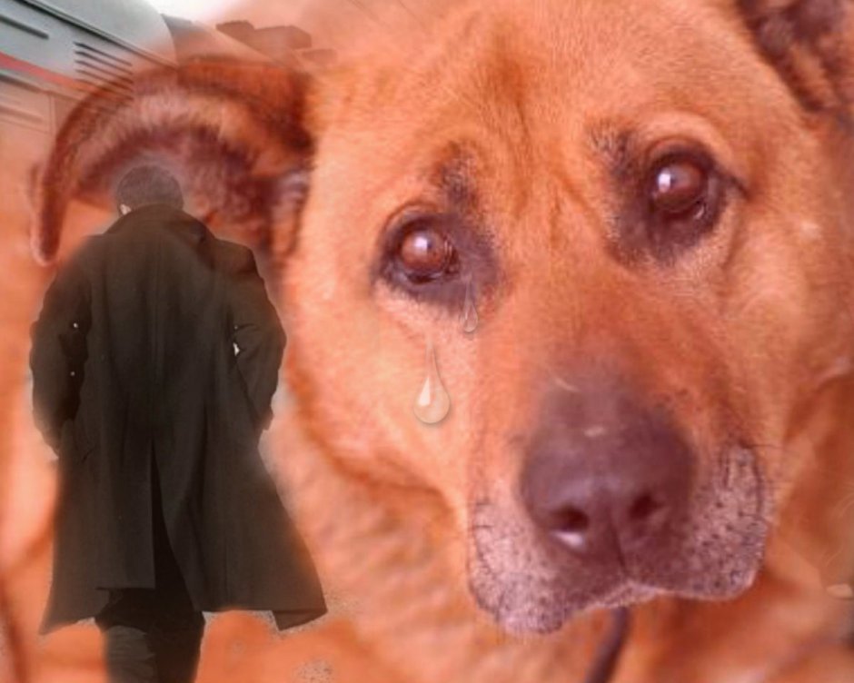 Рыжая собака плачет