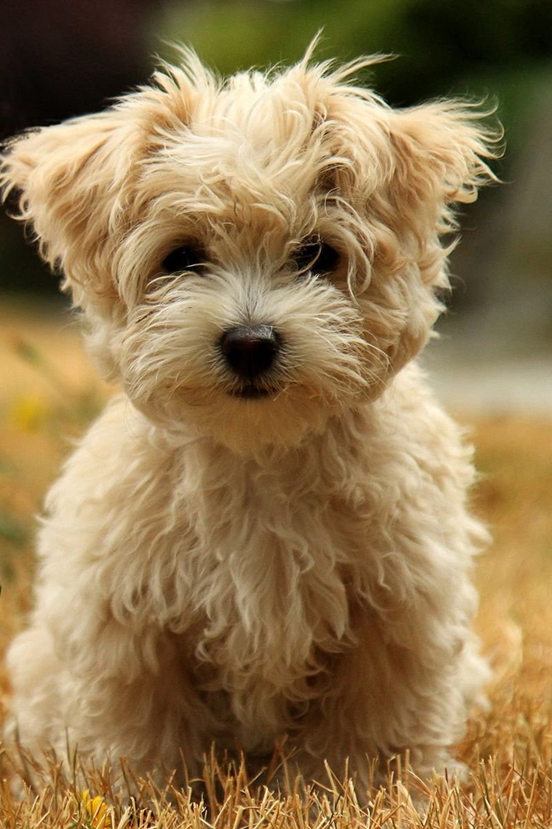 Хаванез золотой