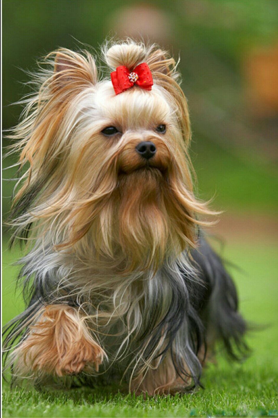 Терьер Йоркширский Малошерстный