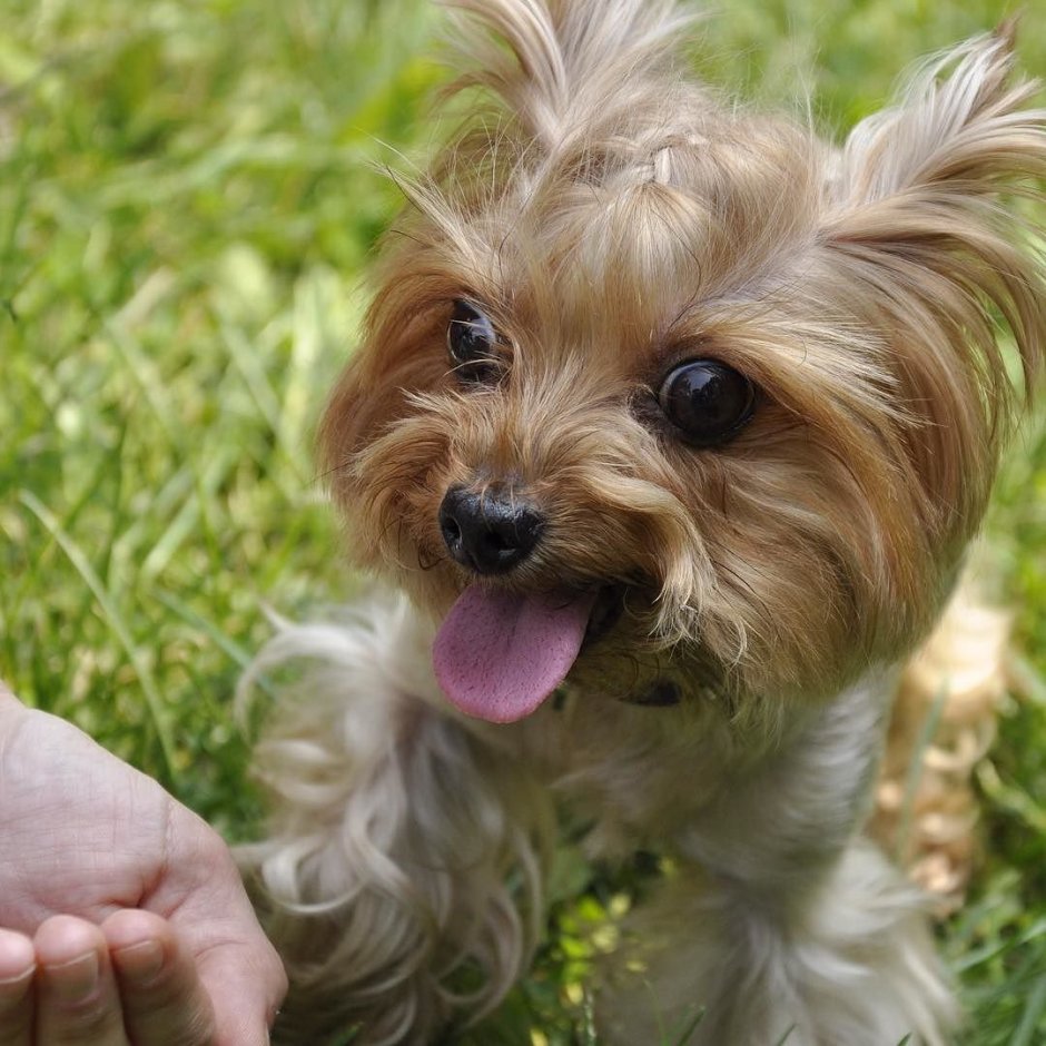 Китайская хохлатая лохматая