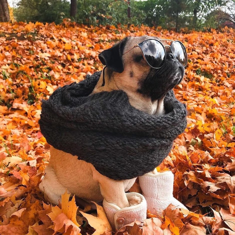 Мопс осень