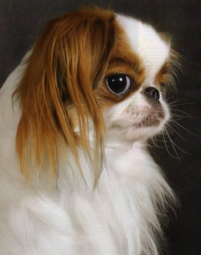 Порода японский Хин