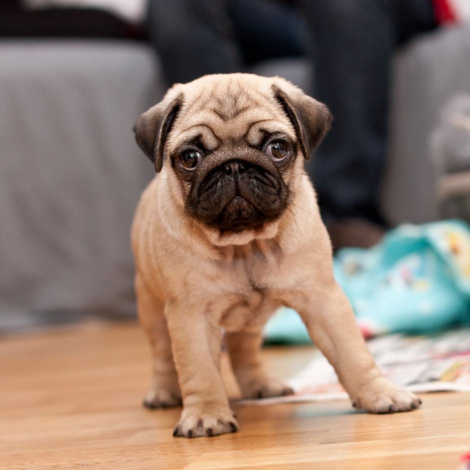 Щенок МОПСА 2 месяца