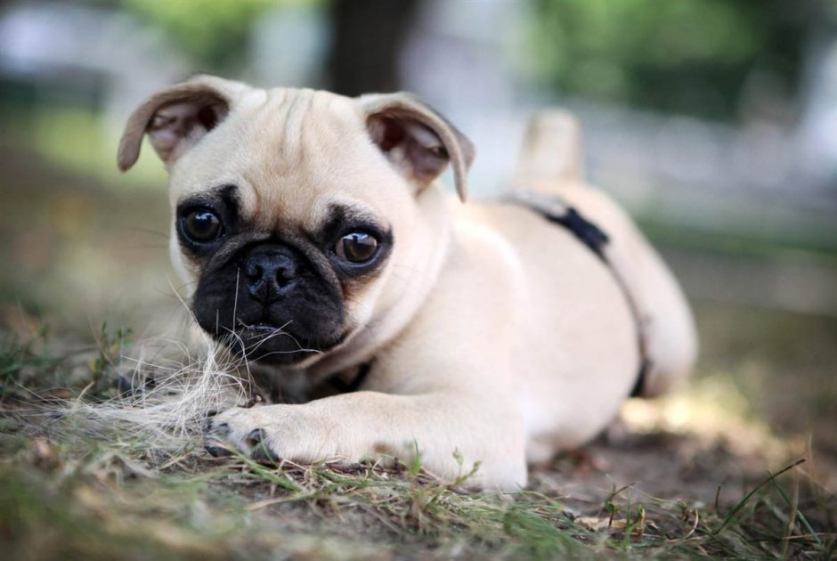 Карликовый Мопс короткошерстный