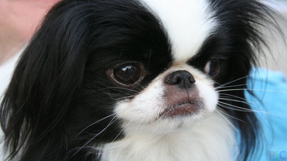 Императорский Пекинес