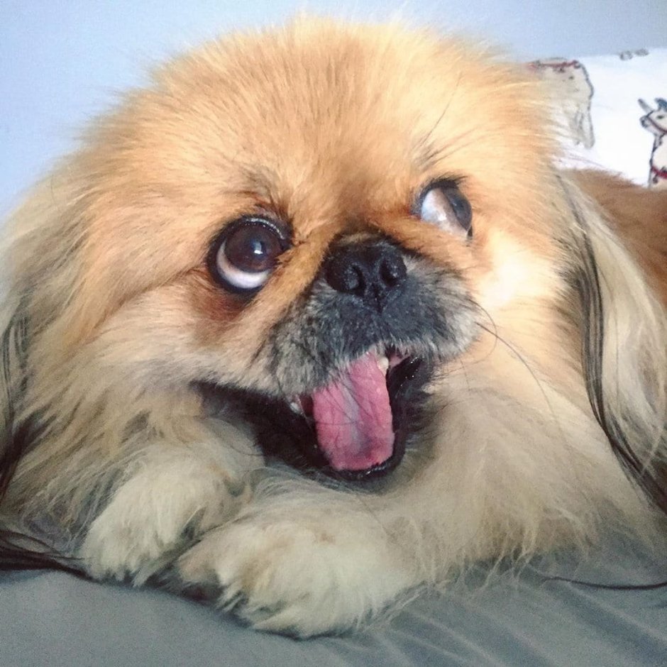 Пекинес померанский