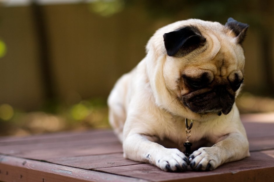 Бельгийский Мопс