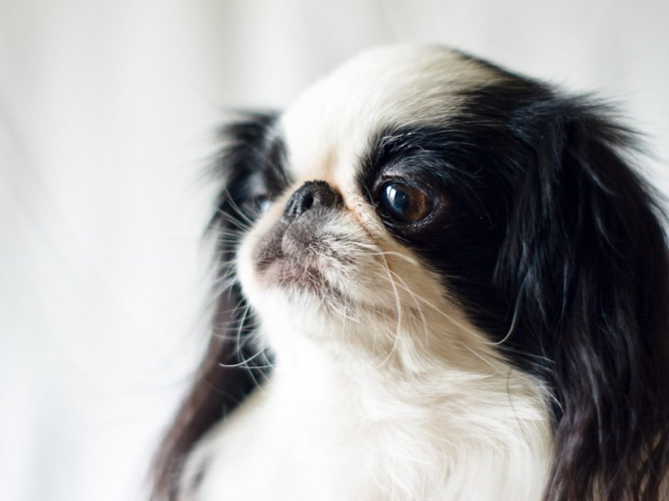 Японский Хин и Пекинес