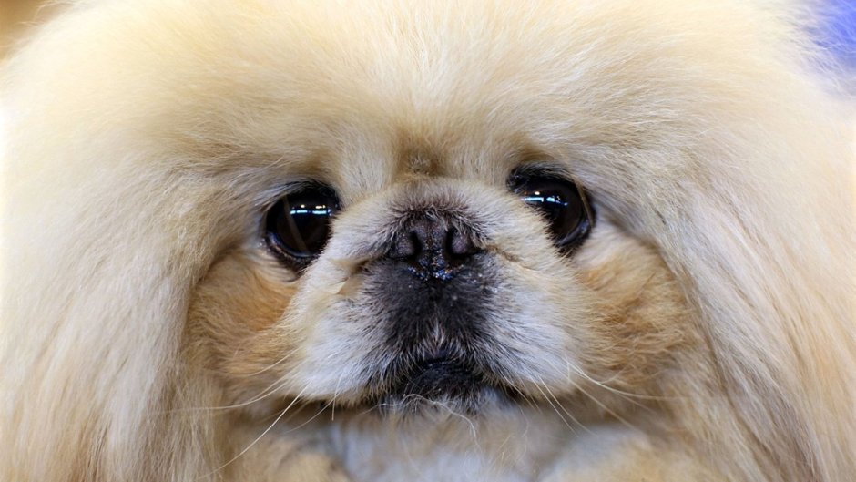 Китайский Пекинес