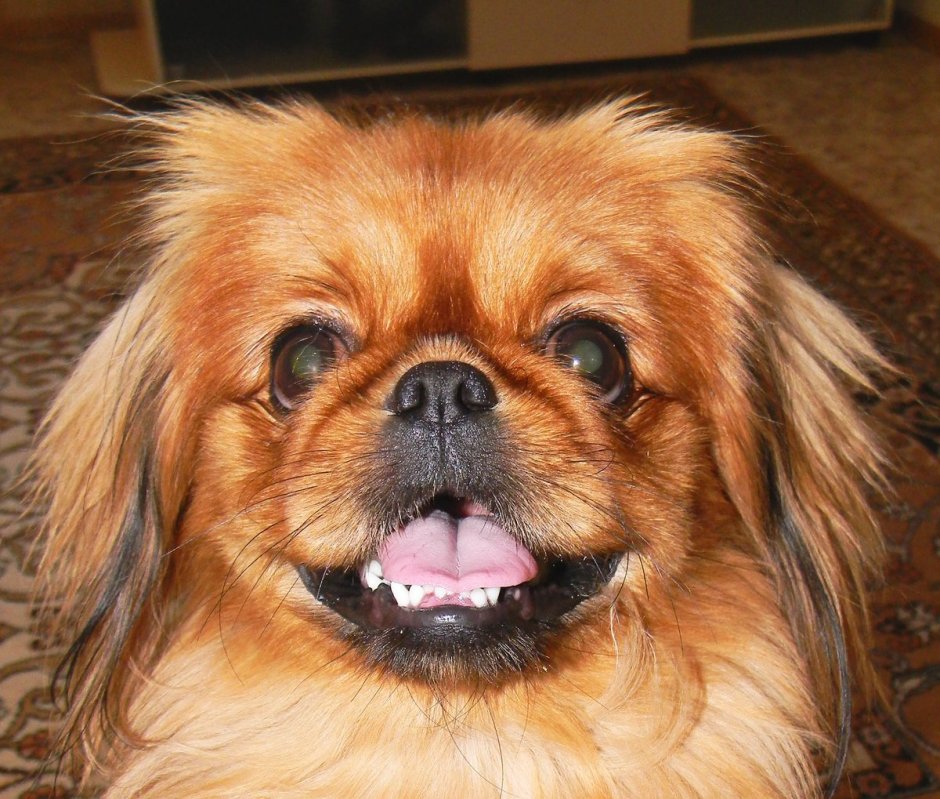 Карликовый Пекинес рыжий