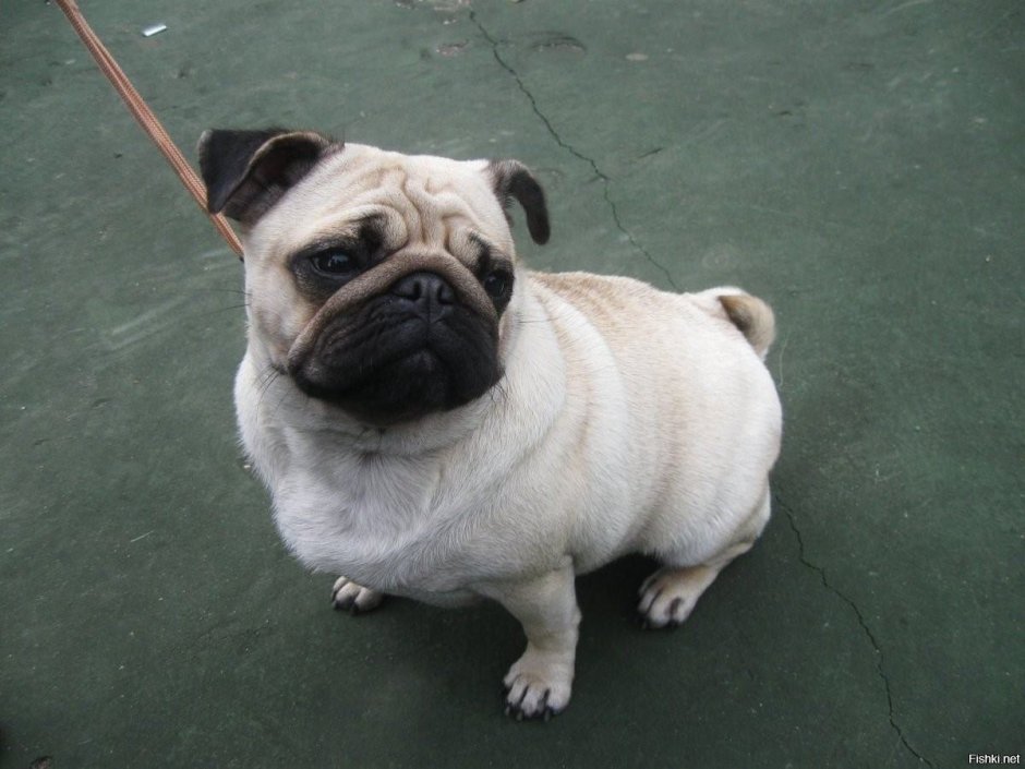 Собаки с плоской мордой