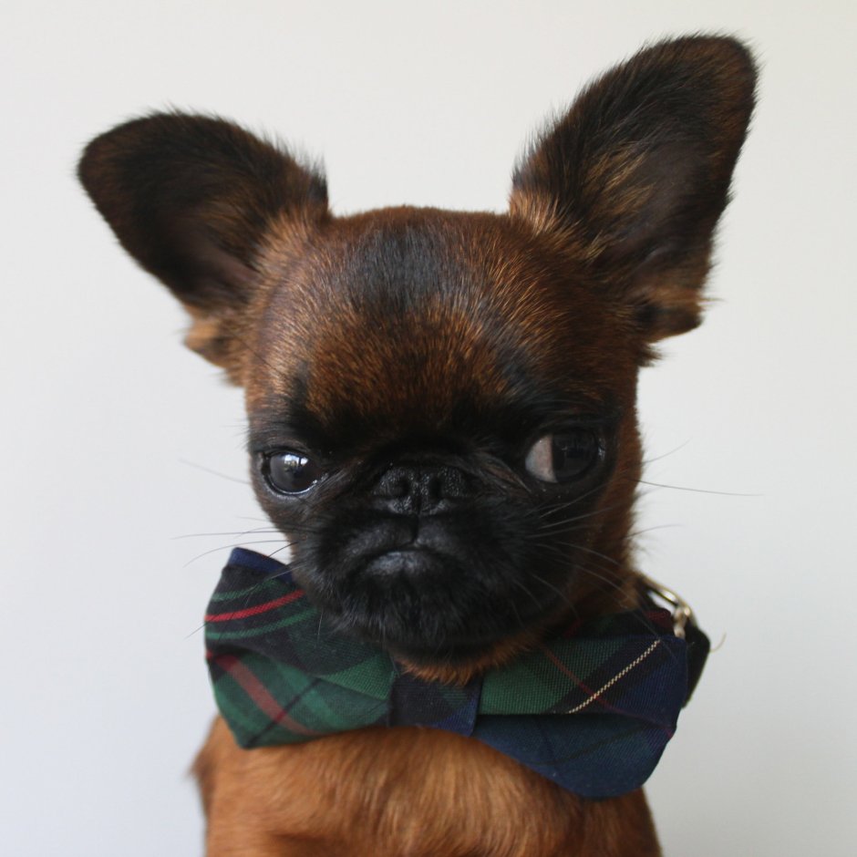 Гизмо гриффон