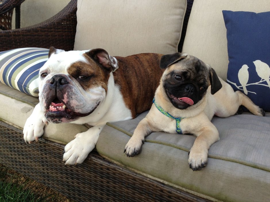 Бульдог и Мопс