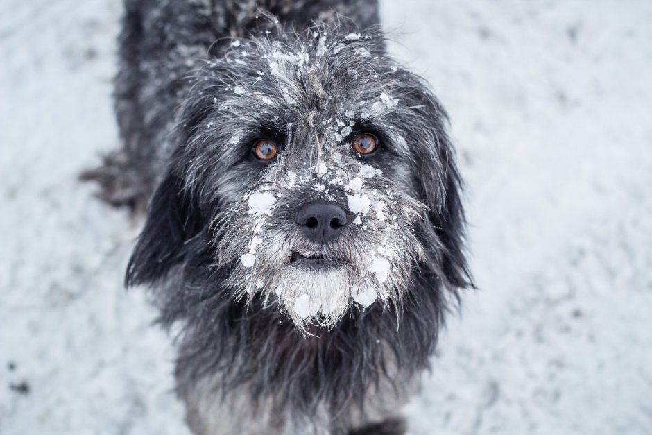Дворняга лохматый пес