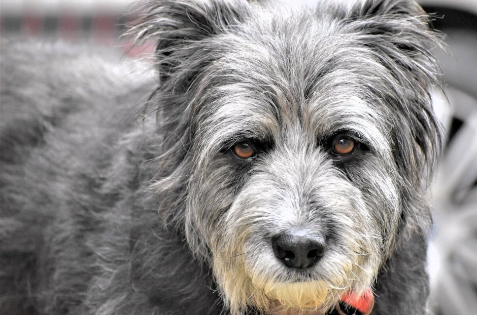 Серое лохматое животное