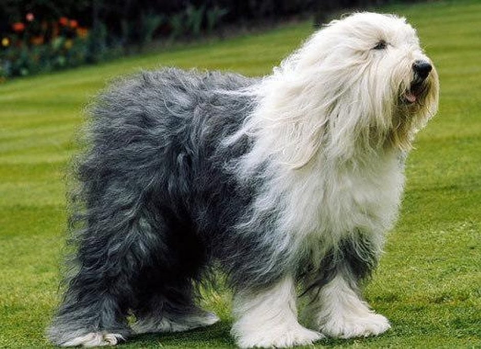 Пастушья овчарка бобтейл