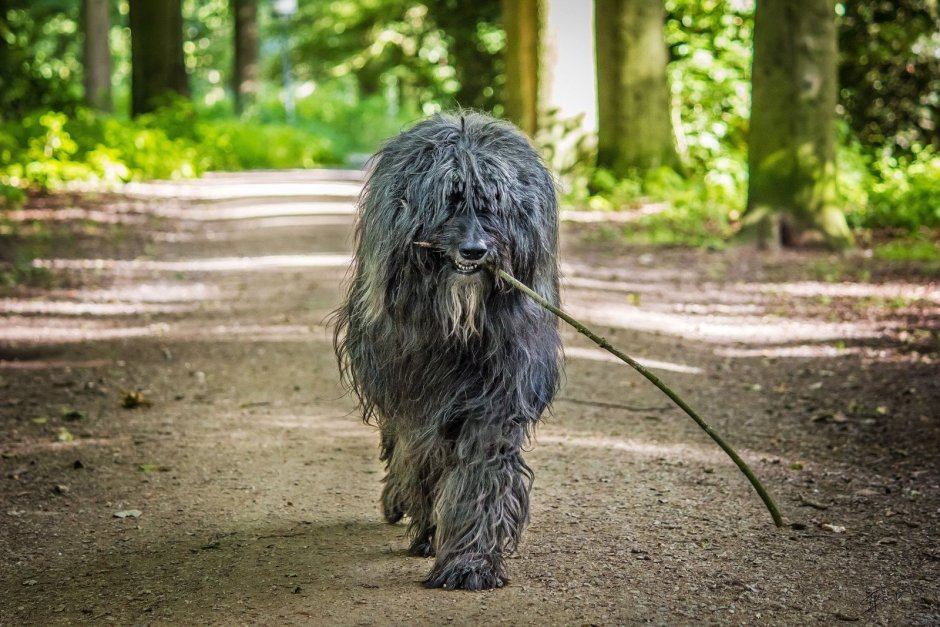 Бриар серый