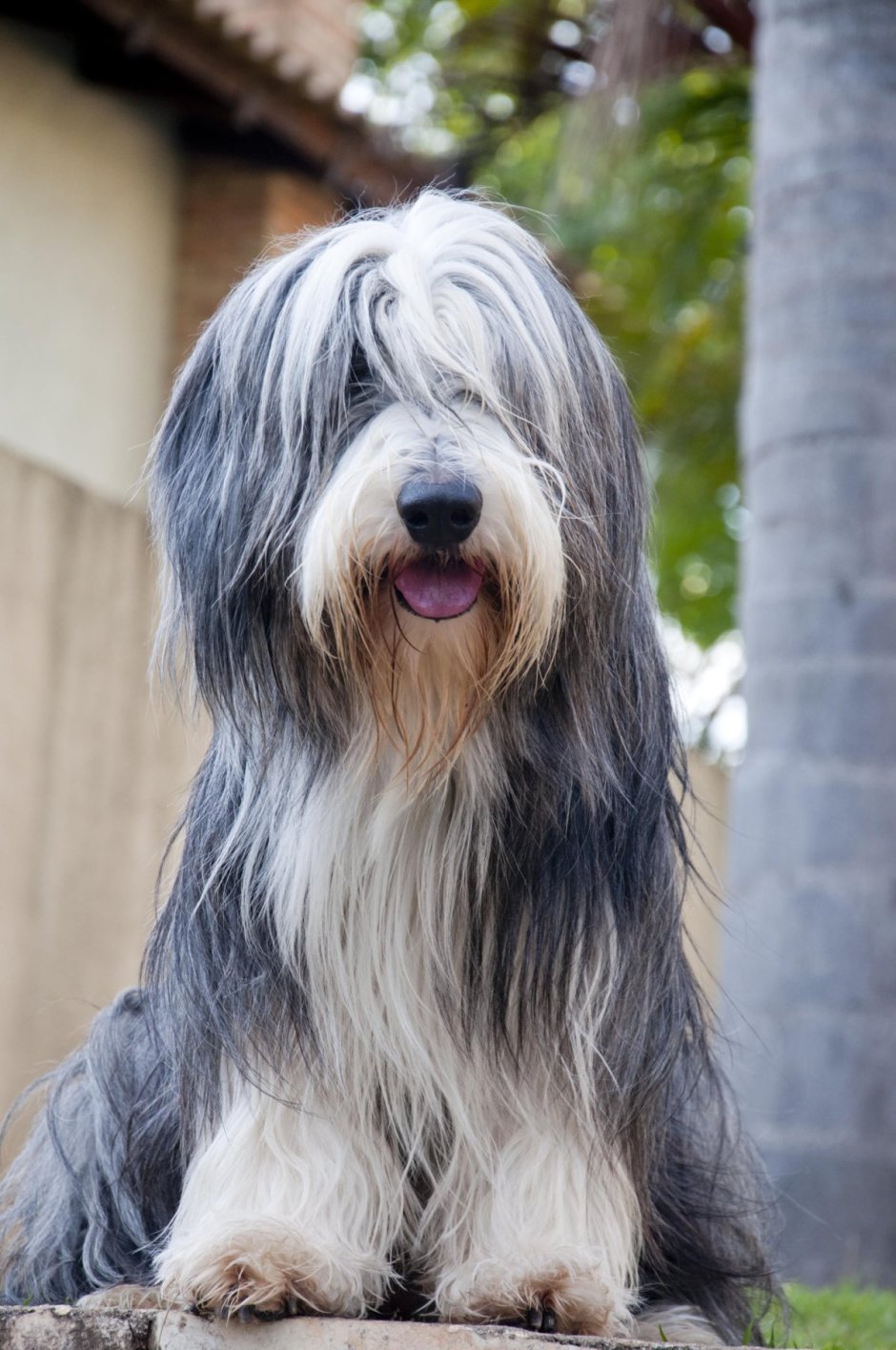 Шотландская бородатая колли