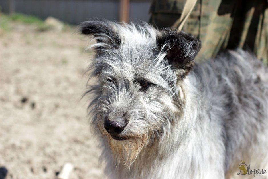 Жесткошерстная дворняжка белая