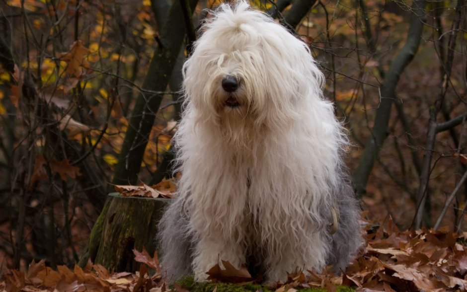 Староанглийская овчарка