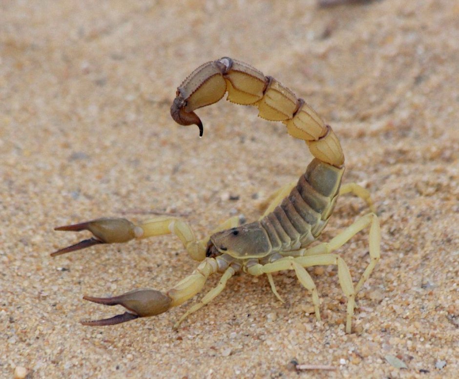 Leiurus quinquestriatus