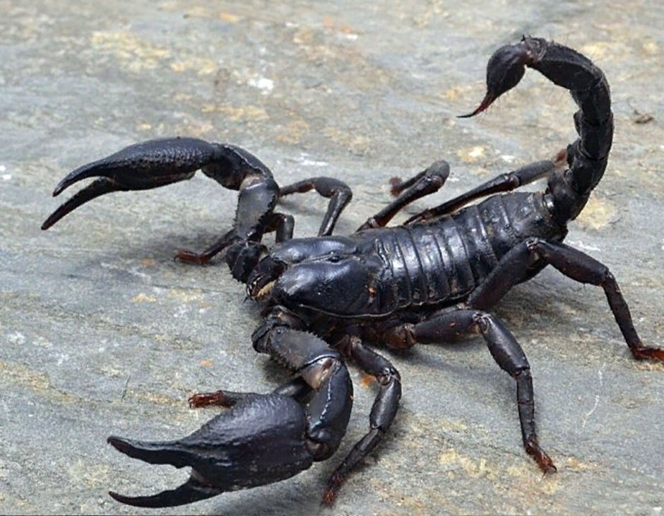 Heterometrus cyaneus