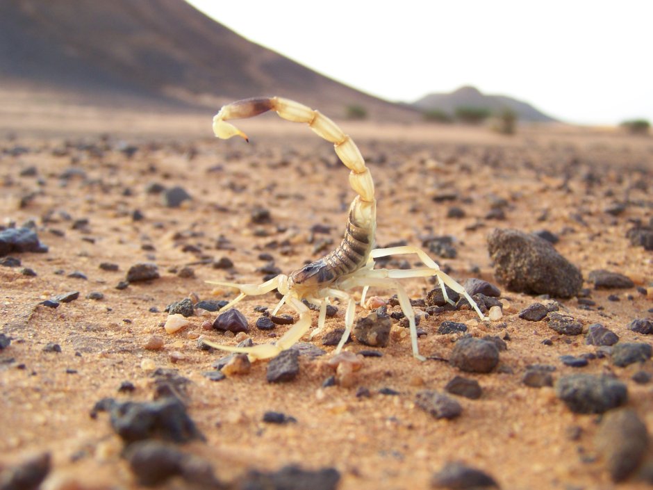 Leiurus quinquestriatus
