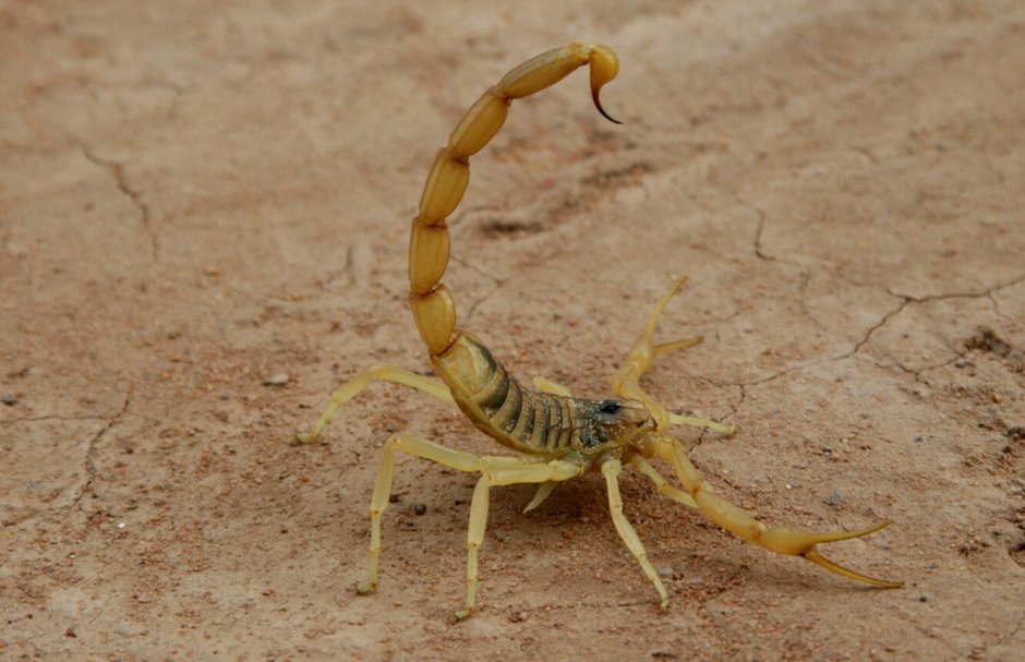 Скорпион Leiurus quinquestriatus