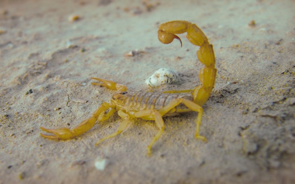 Скорпион Buthus occitanus