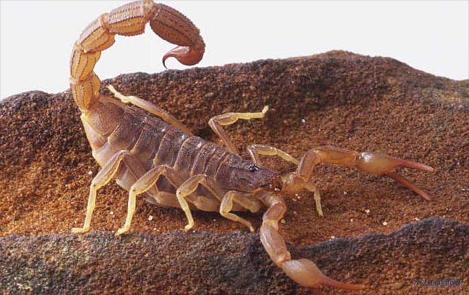 Палестинский Скорпион генурис