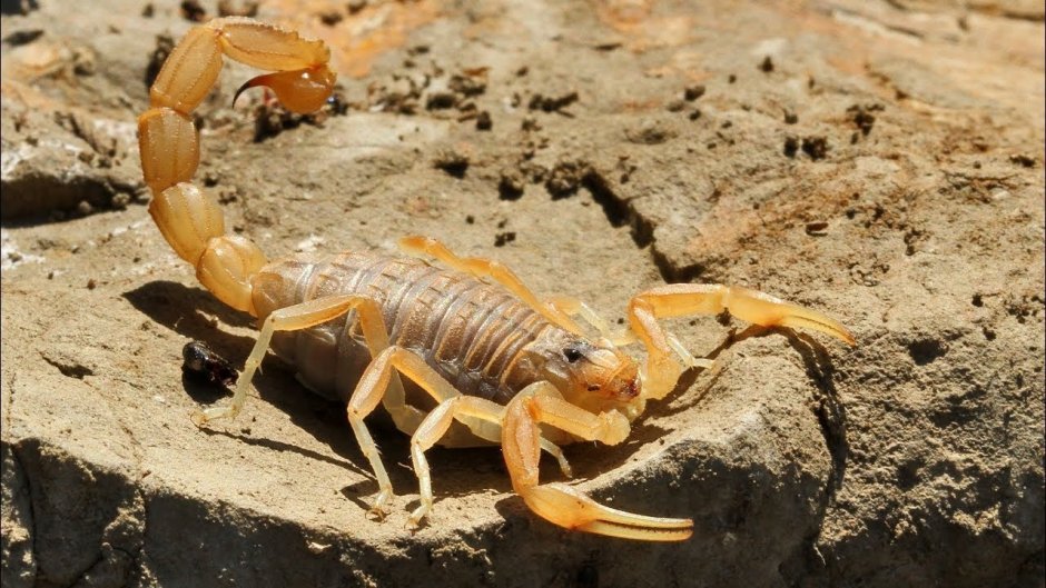 Скорпион Androctonus Australis