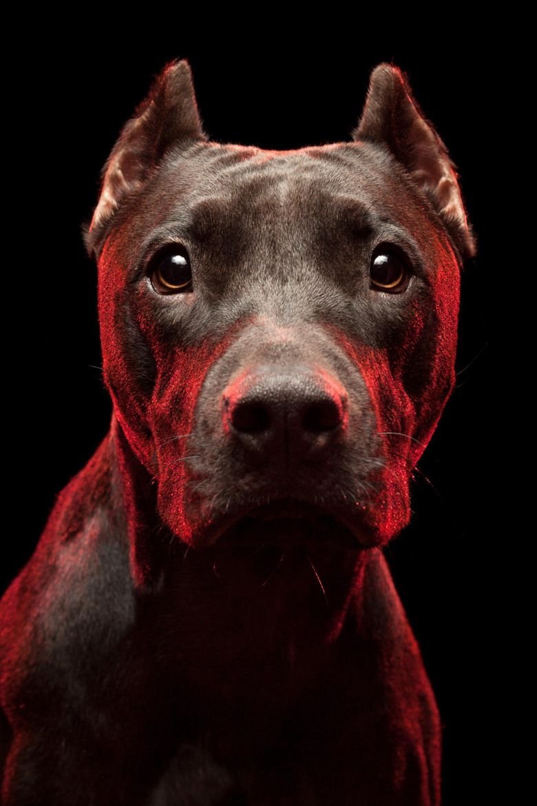 Терьер Бойцовский