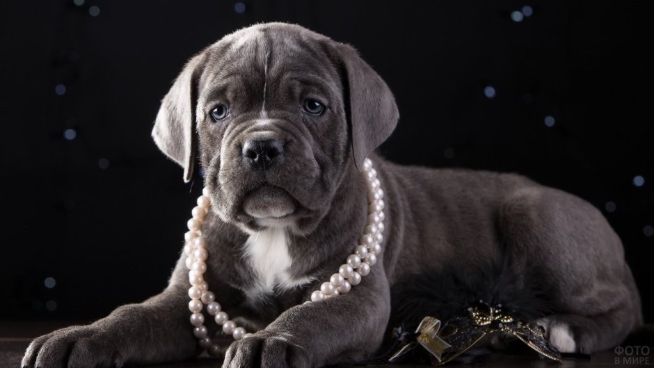 Кане Корсо фото